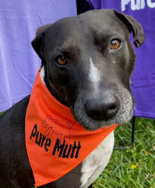 Pure Mutt Bandana Medium/Large Size