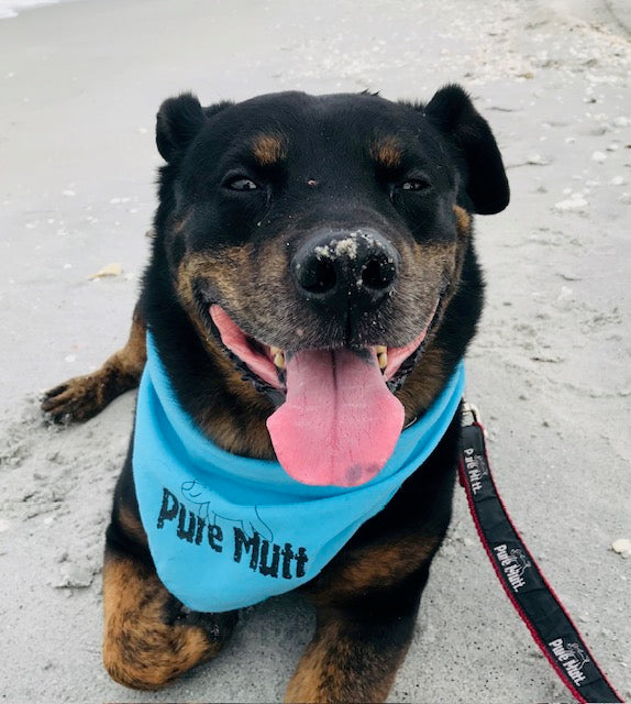 Pure Mutt Bandana Medium/Large Size