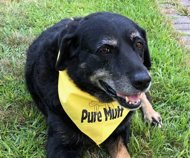 Pure Mutt Bandana Medium/Large Size