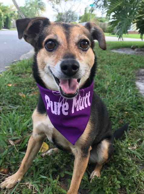 Pure Mutt Bandana Small Size